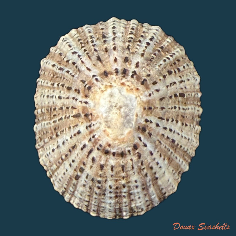 patella-rustica-linnaeus-1758-37-2mm-copia