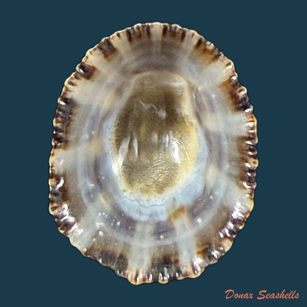 patella-rustica-linnaeus-1758-37-2mm-copia