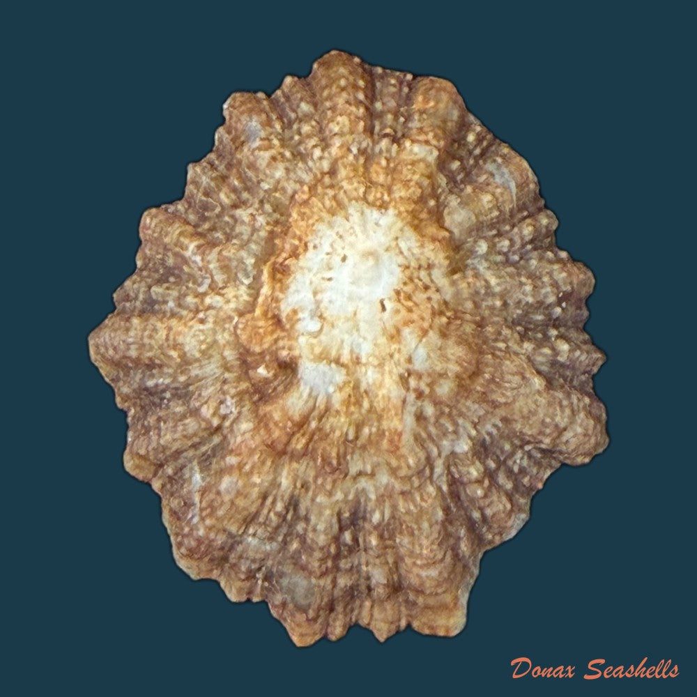patella-tenuis-gmelin-1791-39-4mm-copia-1