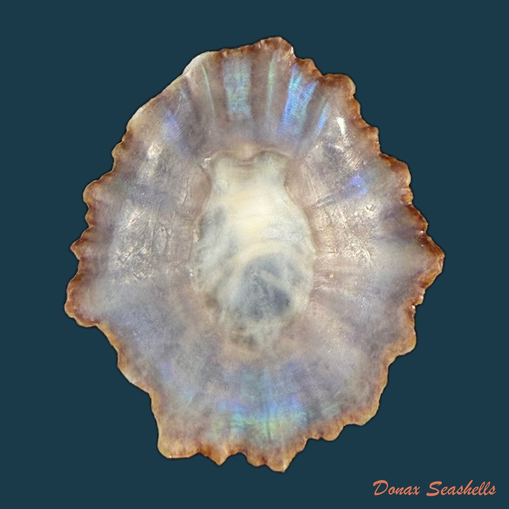 patella-tenuis-gmelin-1791-39-4mm-copia-1