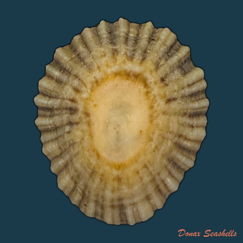 patella-tenuis-gmelin-1791-39-4mm-copia