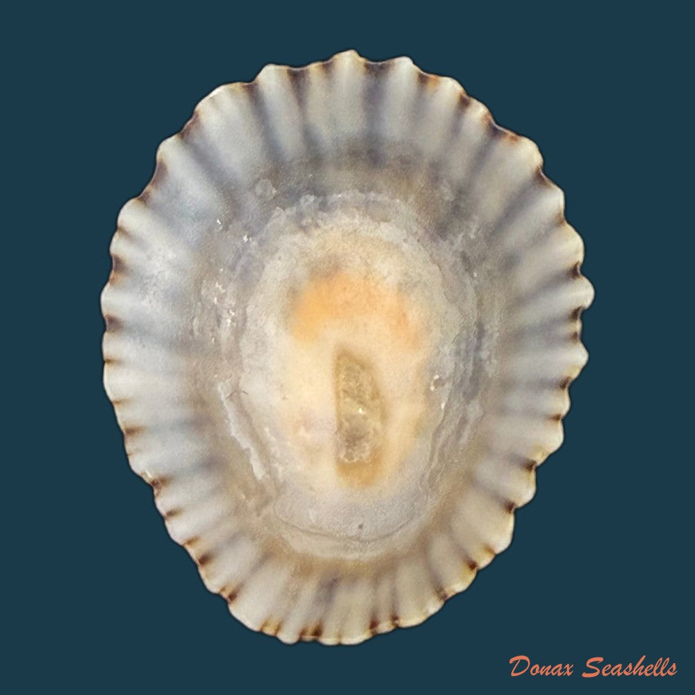 patella-tenuis-gmelin-1791-39-4mm-copia