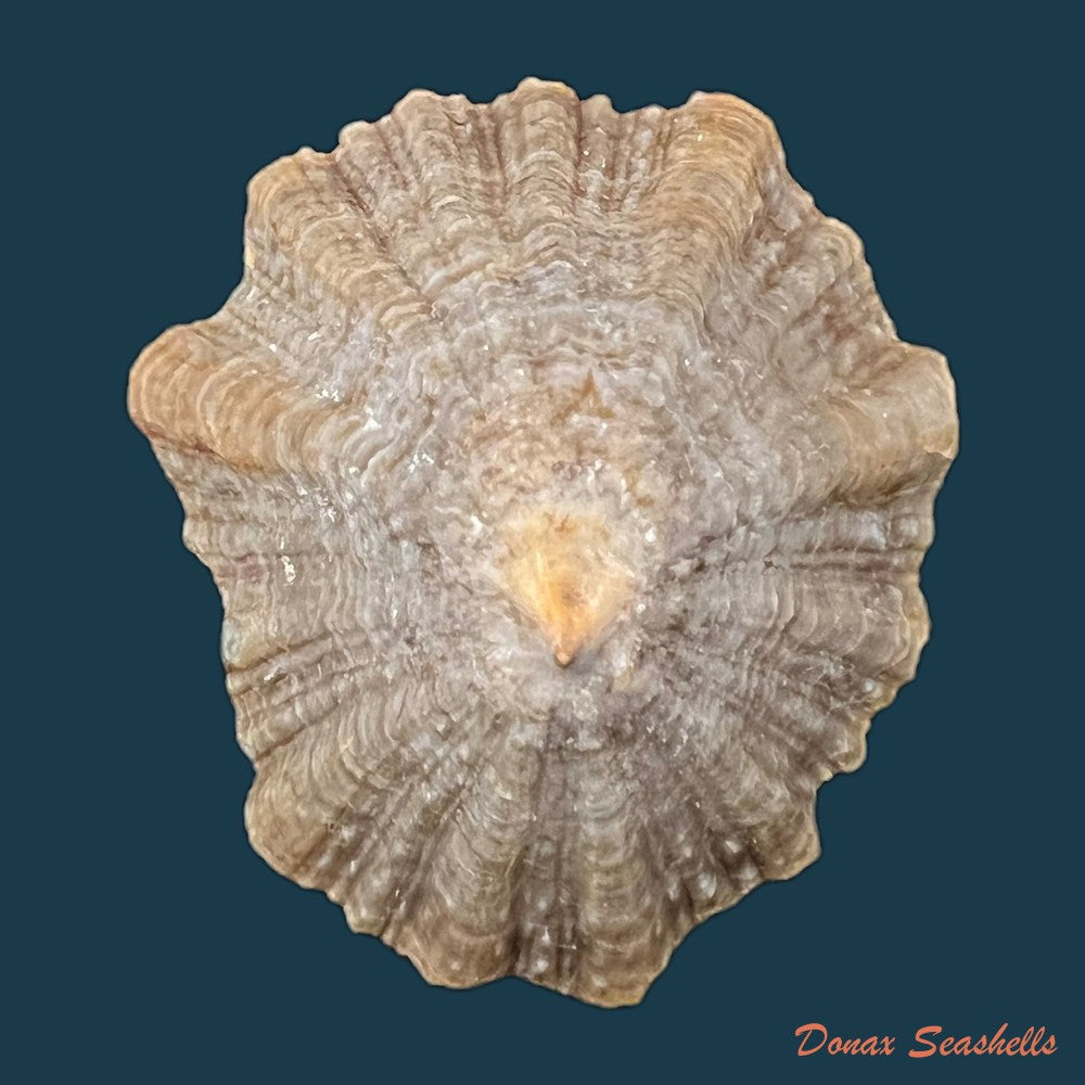 patella-tenuis-gmelin-1791-39-6mm-copia