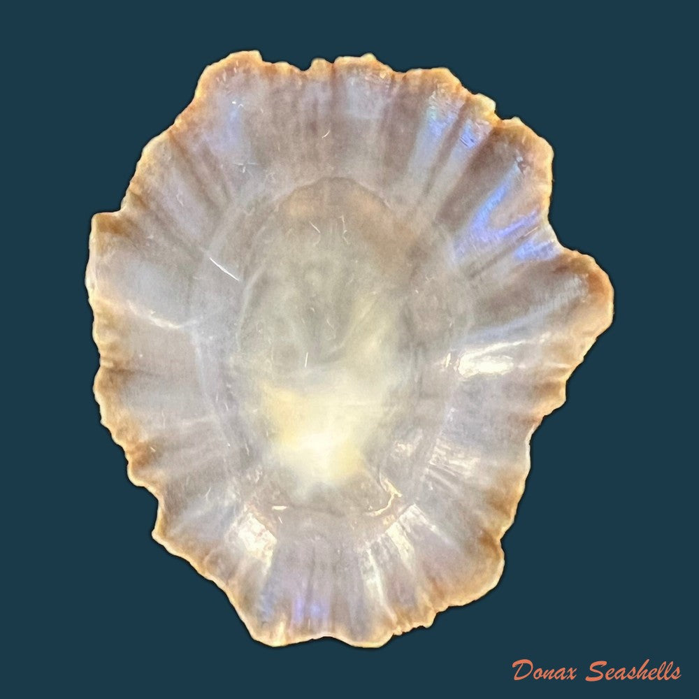 patella-tenuis-gmelin-1791-39-6mm-copia