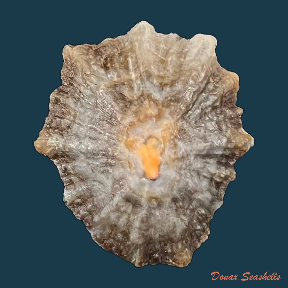 patella-tenuis-gmelin-1791-40-4mm-copia