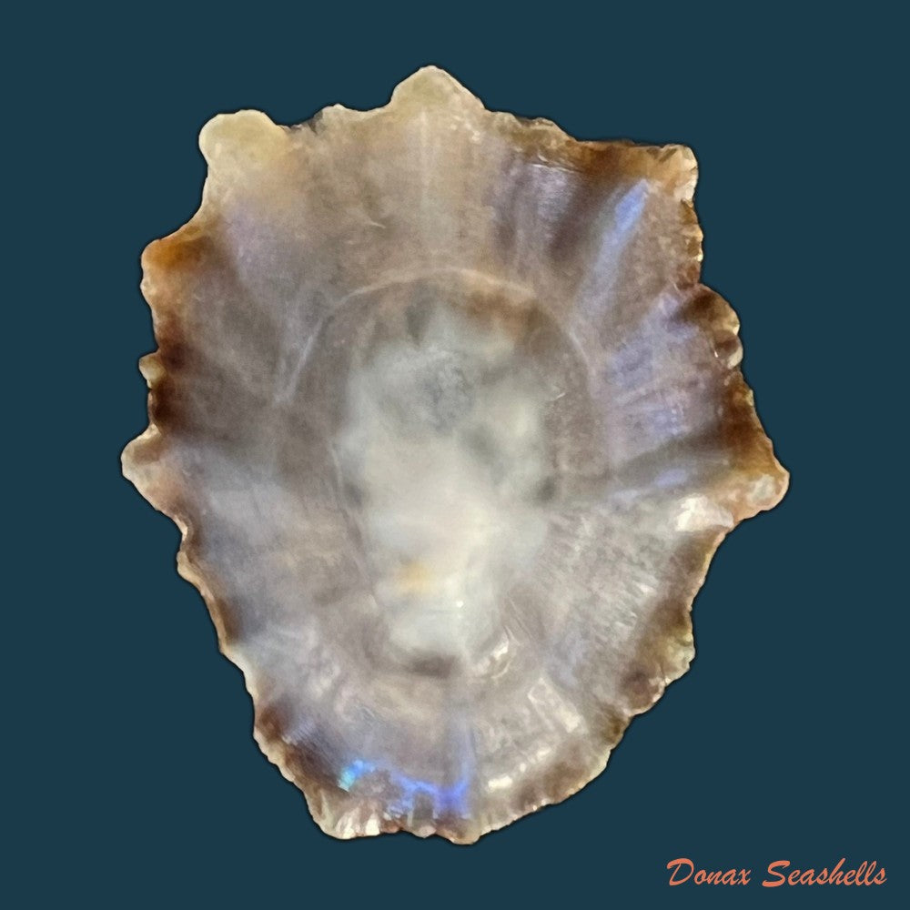 patella-tenuis-gmelin-1791-40-4mm-copia