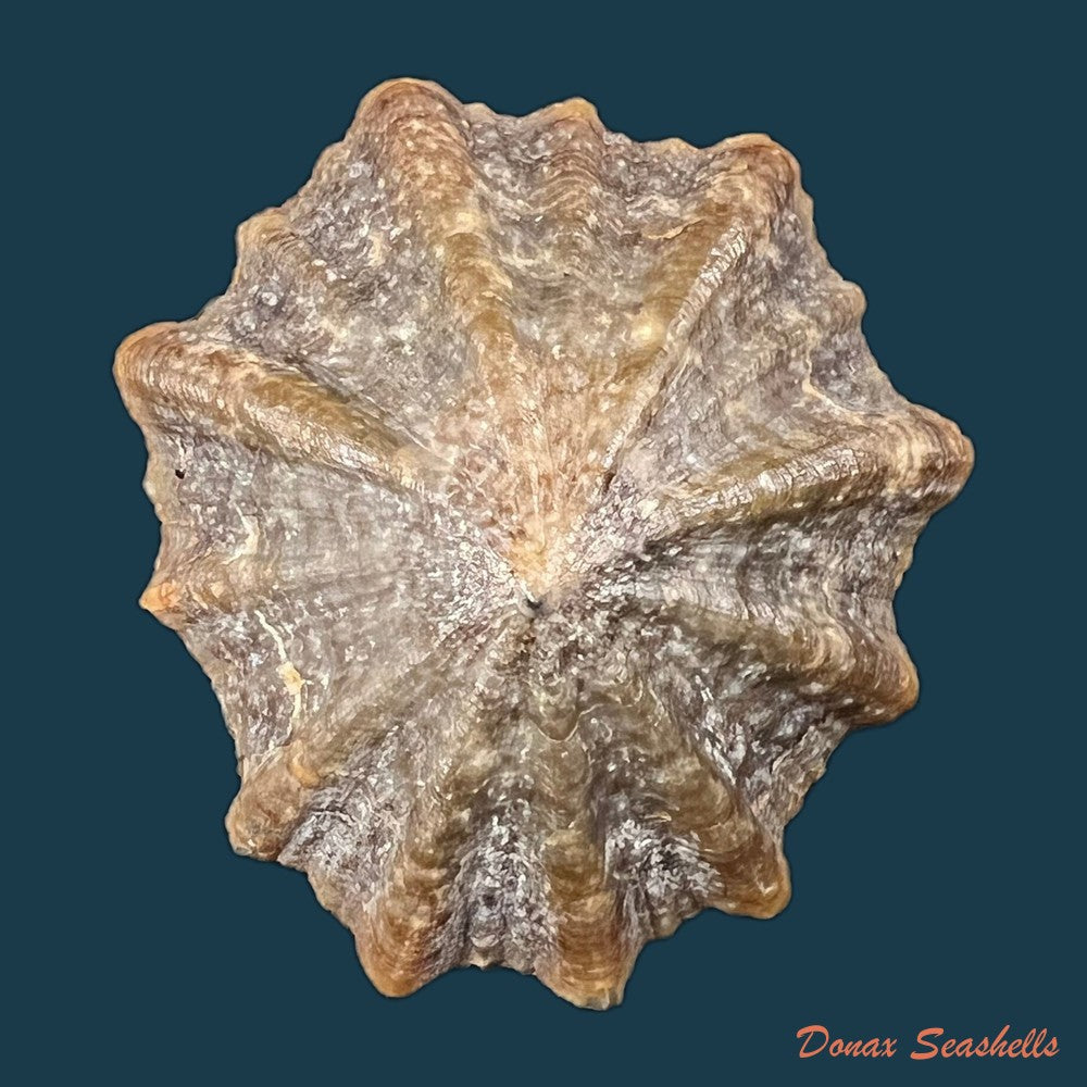 patella-tenuis-gmelin-1791-41-7mm-copia