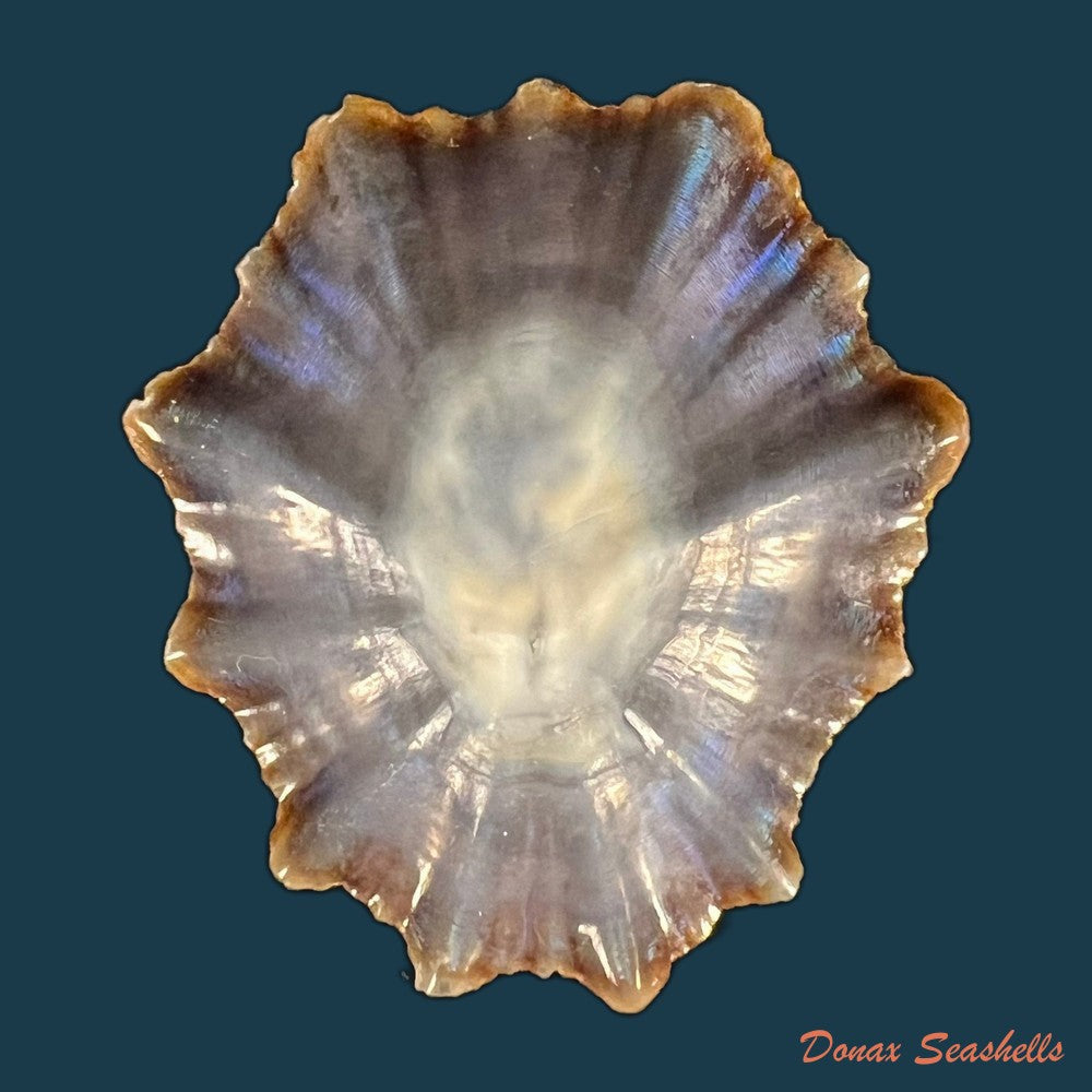 patella-tenuis-gmelin-1791-41-7mm-copia