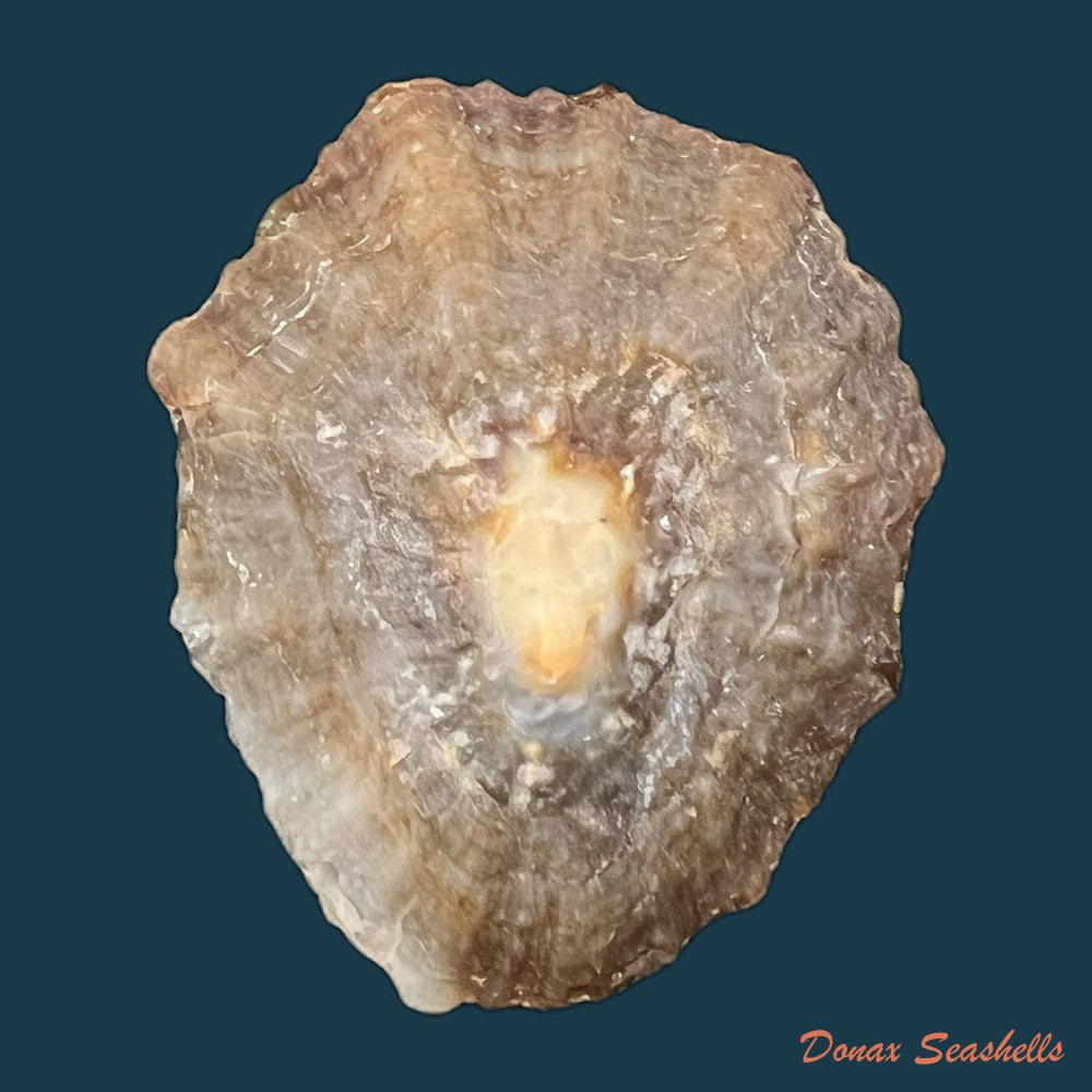 patella-tenuis-gmelin-1791-42-2mm-copia