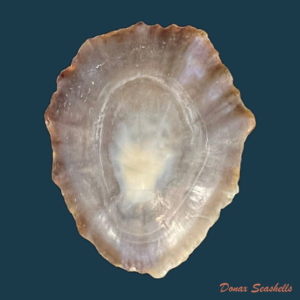 patella-tenuis-gmelin-1791-42-2mm-copia