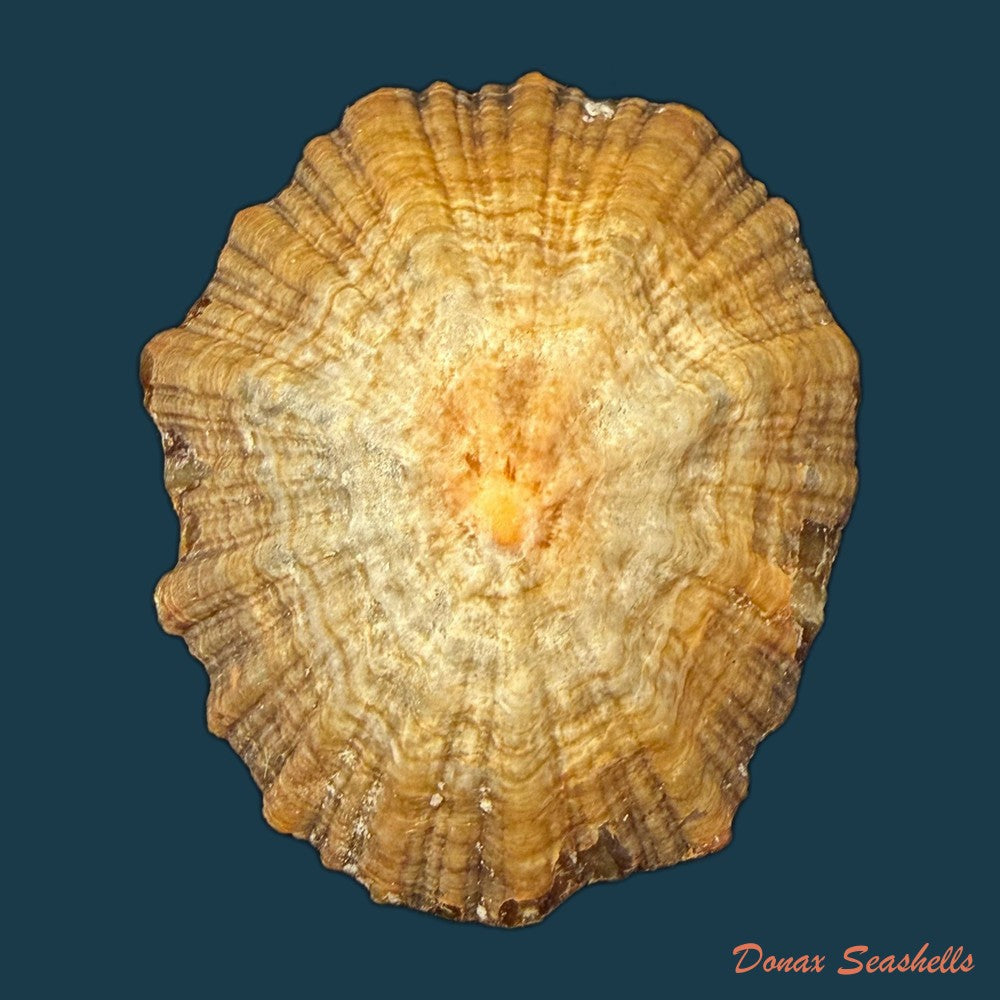 patella-tenuis-gmelin-1791-44-7mm-copia