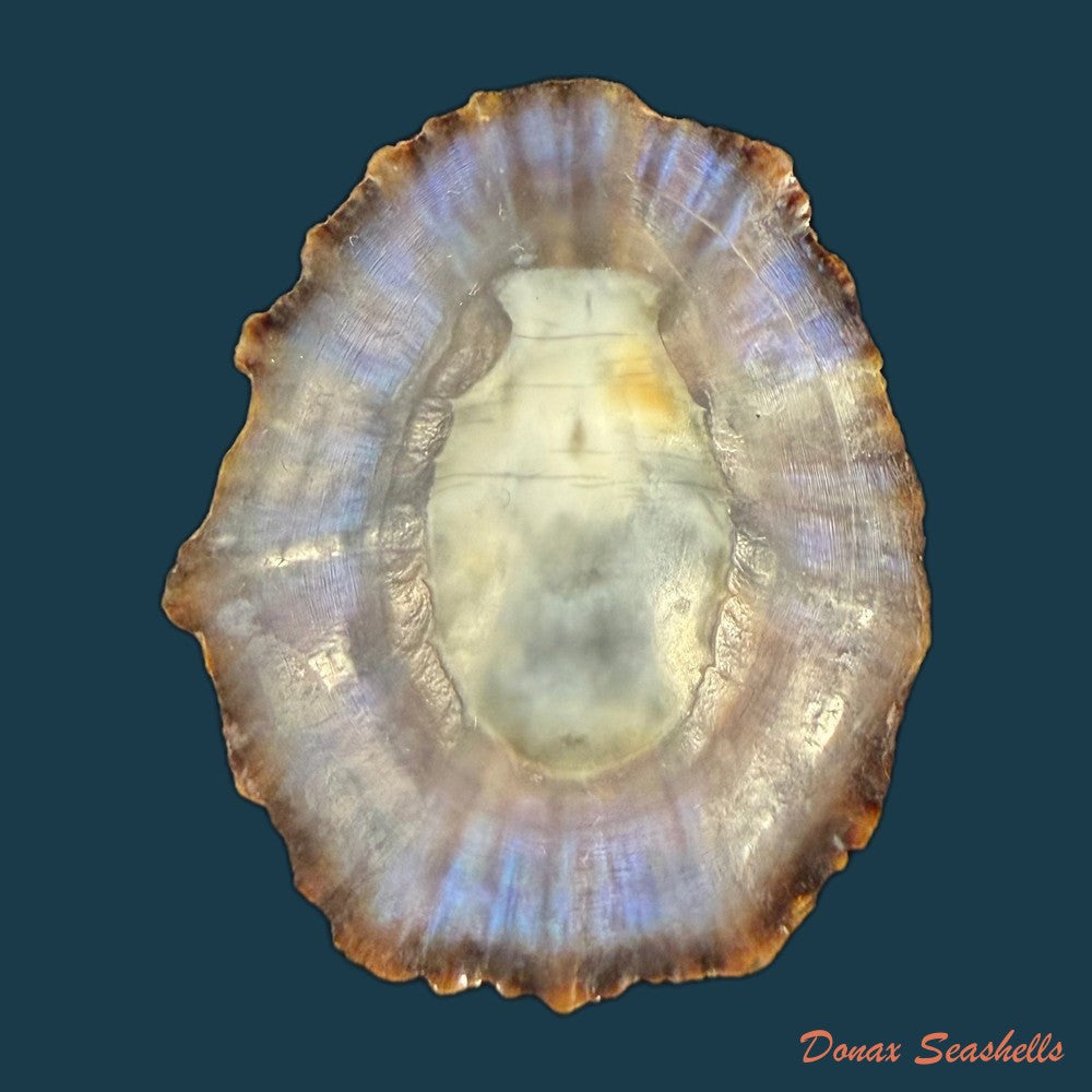 patella-tenuis-gmelin-1791-44-7mm-copia