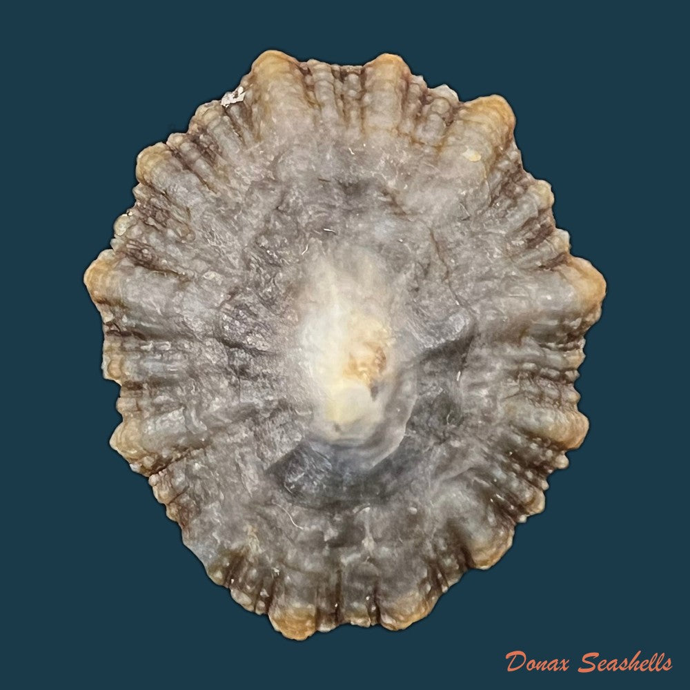 patella-tenuis-gmelin-1791-44-8mm-copia