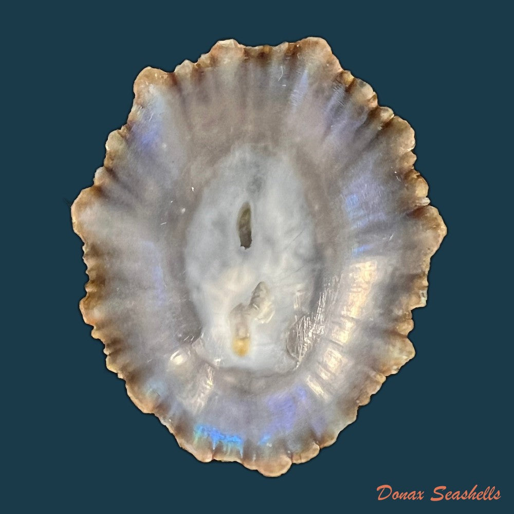 patella-tenuis-gmelin-1791-44-8mm-copia