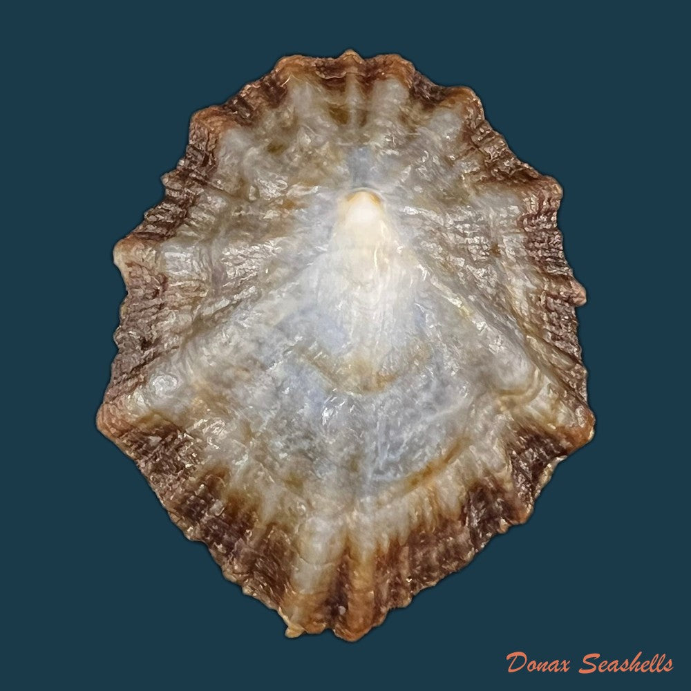 patella-tenuis-gmelin-1791-44mm-copia