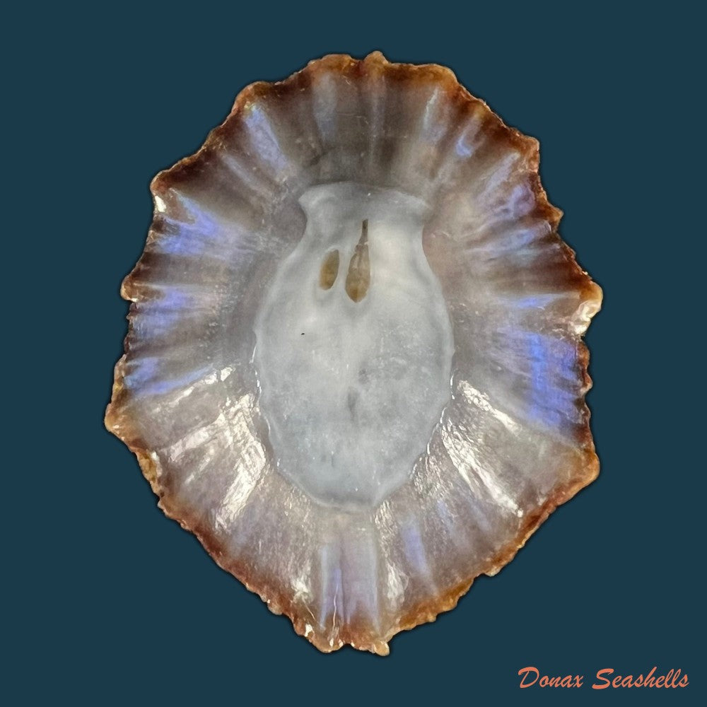 patella-tenuis-gmelin-1791-44mm-copia