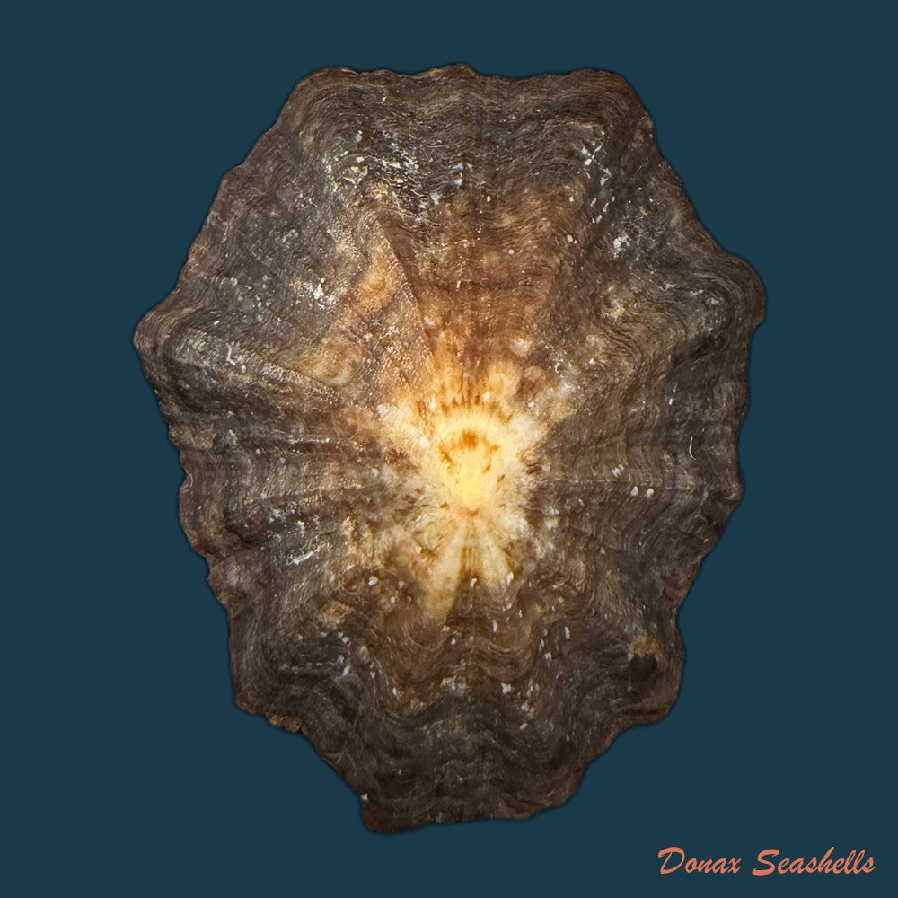 patella-tenuis-gmelin-1791-46-1mm-copia