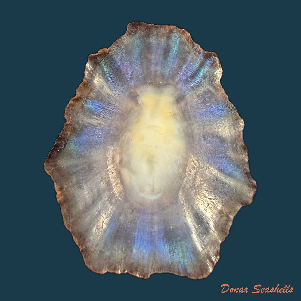 patella-tenuis-gmelin-1791-46-1mm-copia