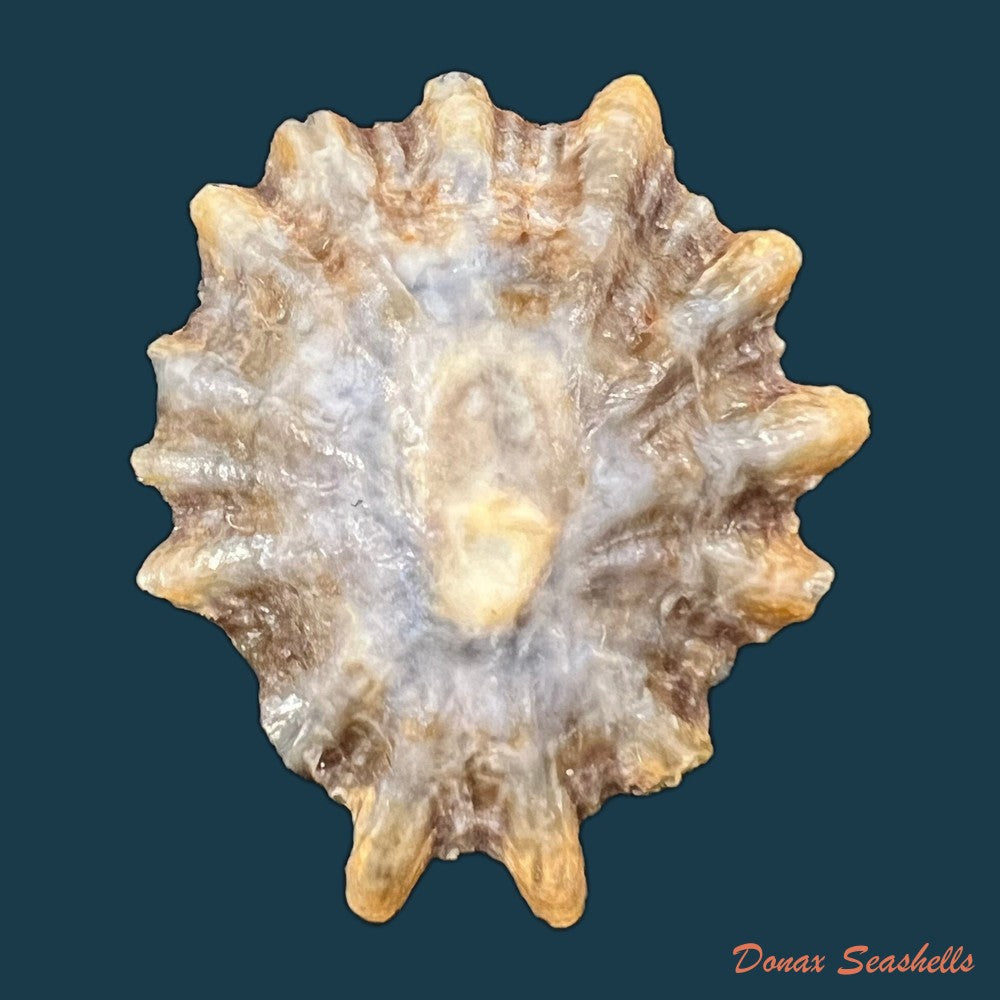 patella-tenuis-gmelin-1791-46-7mm-copia
