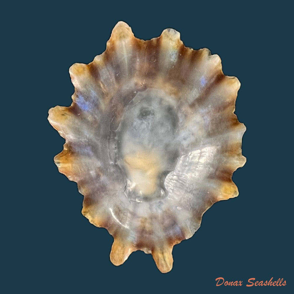 patella-tenuis-gmelin-1791-46-7mm-copia