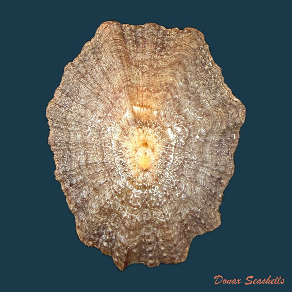 patella-tenuis-gmelin-1791-46-9mm-copia