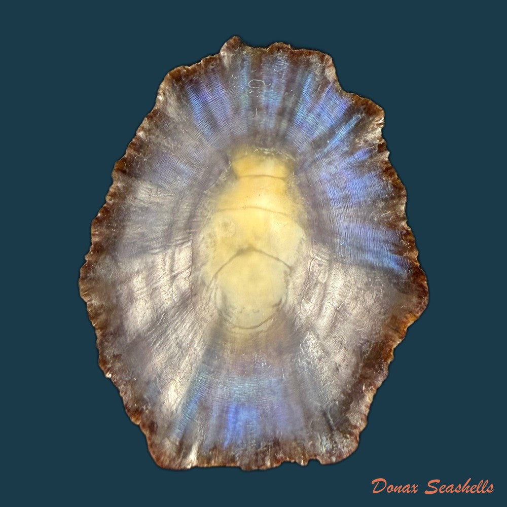 patella-tenuis-gmelin-1791-46-9mm-copia