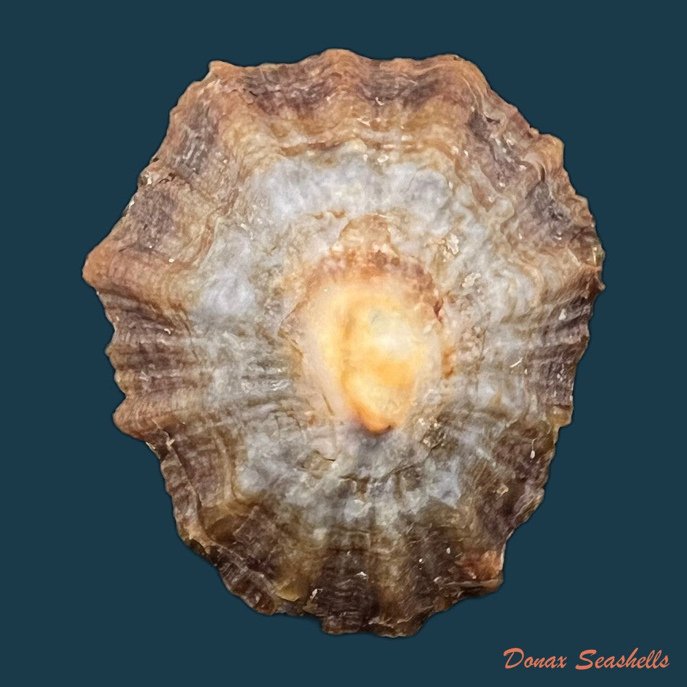 patella-tenuis-gmelin-1791-49-6mm-copia
