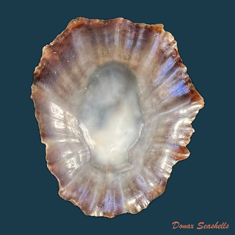 patella-tenuis-gmelin-1791-49-6mm-copia