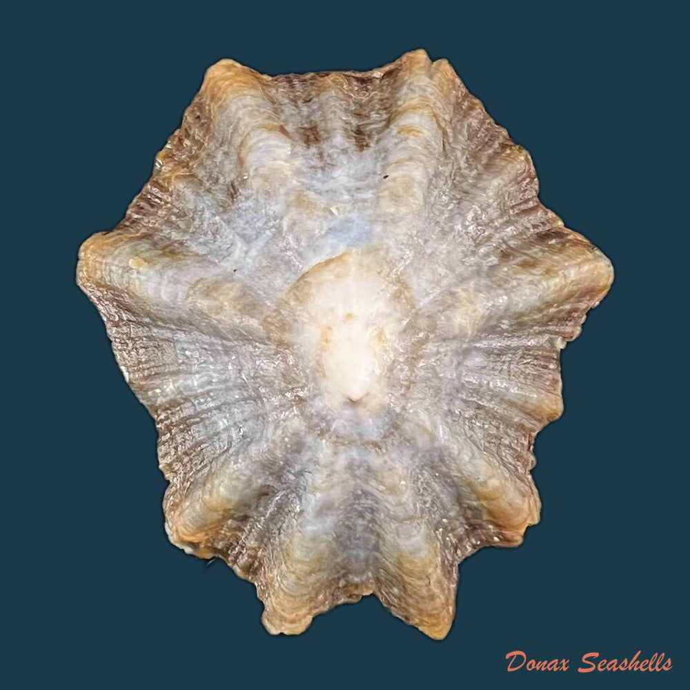 patella-tenuis-gmelin-1791-52-3mm-copia