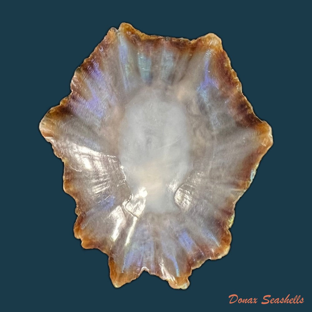patella-tenuis-gmelin-1791-52-3mm-copia