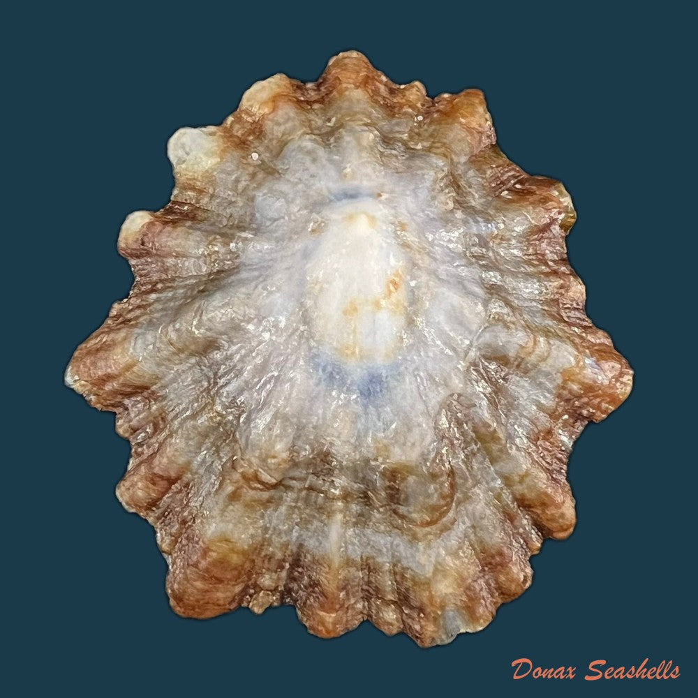 patella-tenuis-gmelin-1791-53-4mm-copia