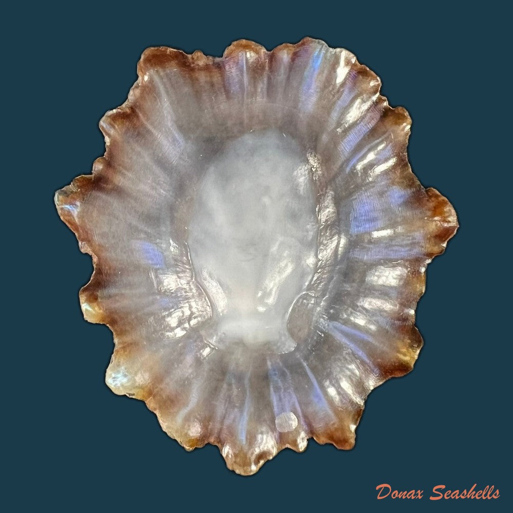 patella-tenuis-gmelin-1791-53-4mm-copia