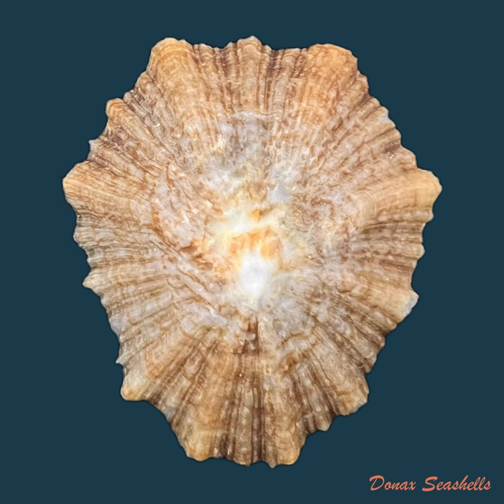 patella-tenuis-gmelin-1791-53-6mm-copia