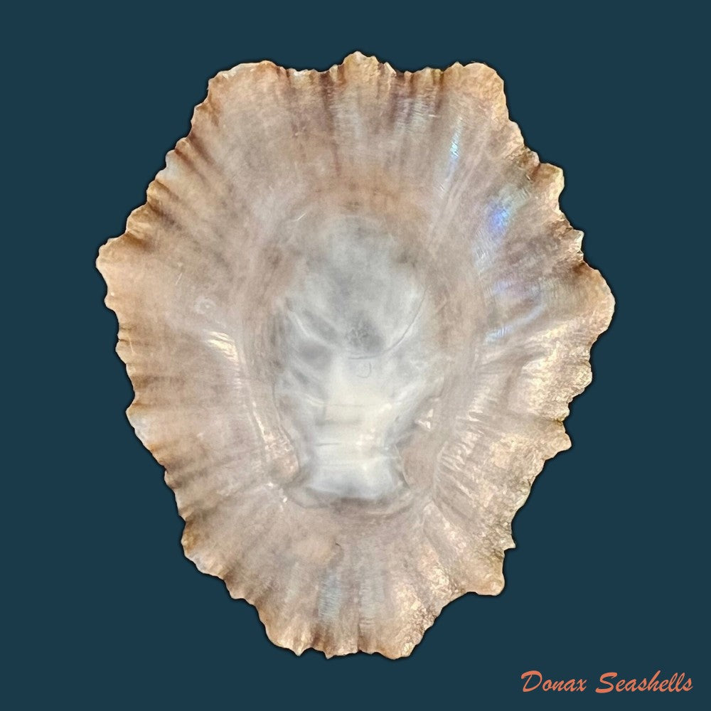 patella-tenuis-gmelin-1791-53-6mm-copia
