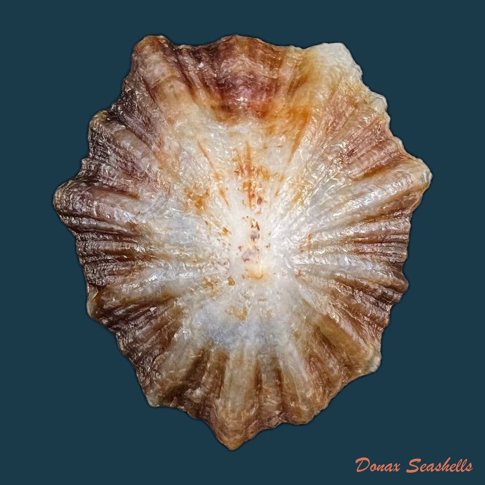 patella-tenuis-gmelin-1791-54-3mm-copia