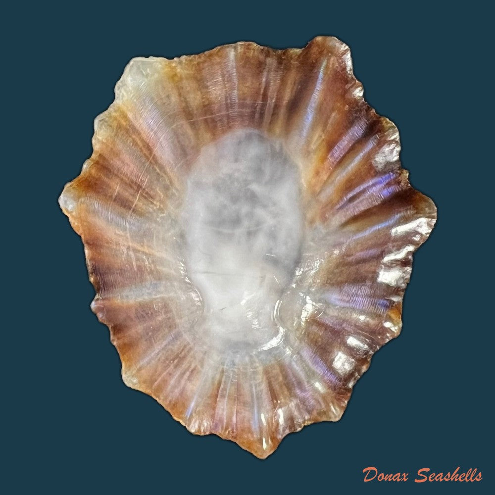 patella-tenuis-gmelin-1791-54-3mm-copia