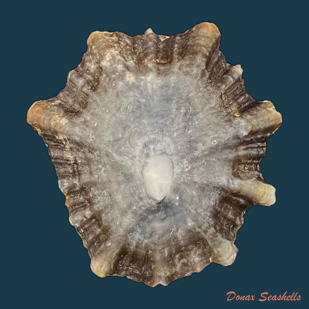 patella-tenuis-gmelin-1791-55-7mm-copia-1