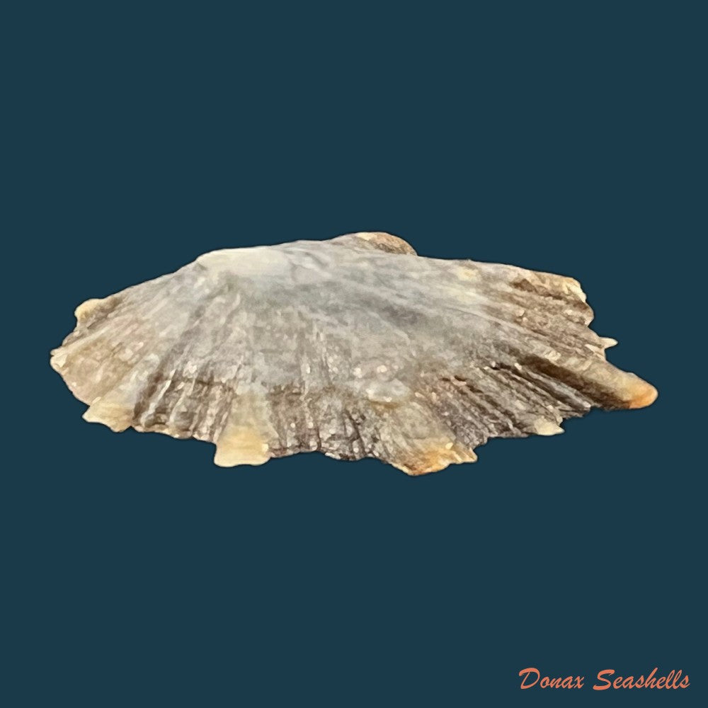 patella-tenuis-gmelin-1791-55-7mm-copia-1