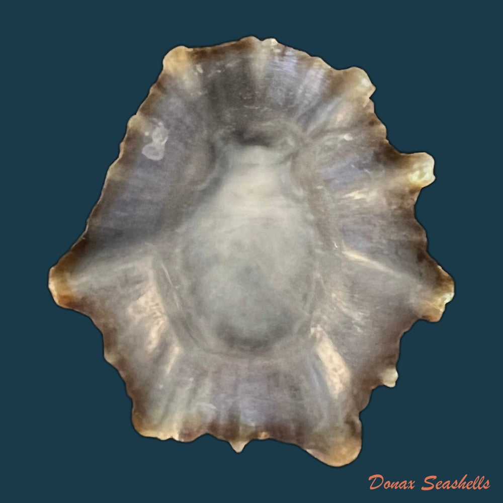 patella-tenuis-gmelin-1791-55-7mm-copia-1