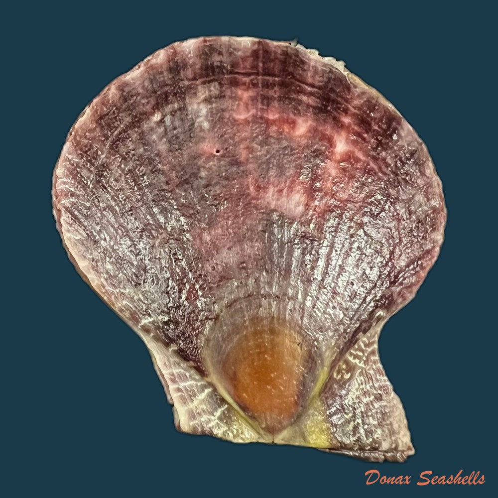 pecten-keppelianus-g-b-sowerby-iii-1905-57-9mm-copia