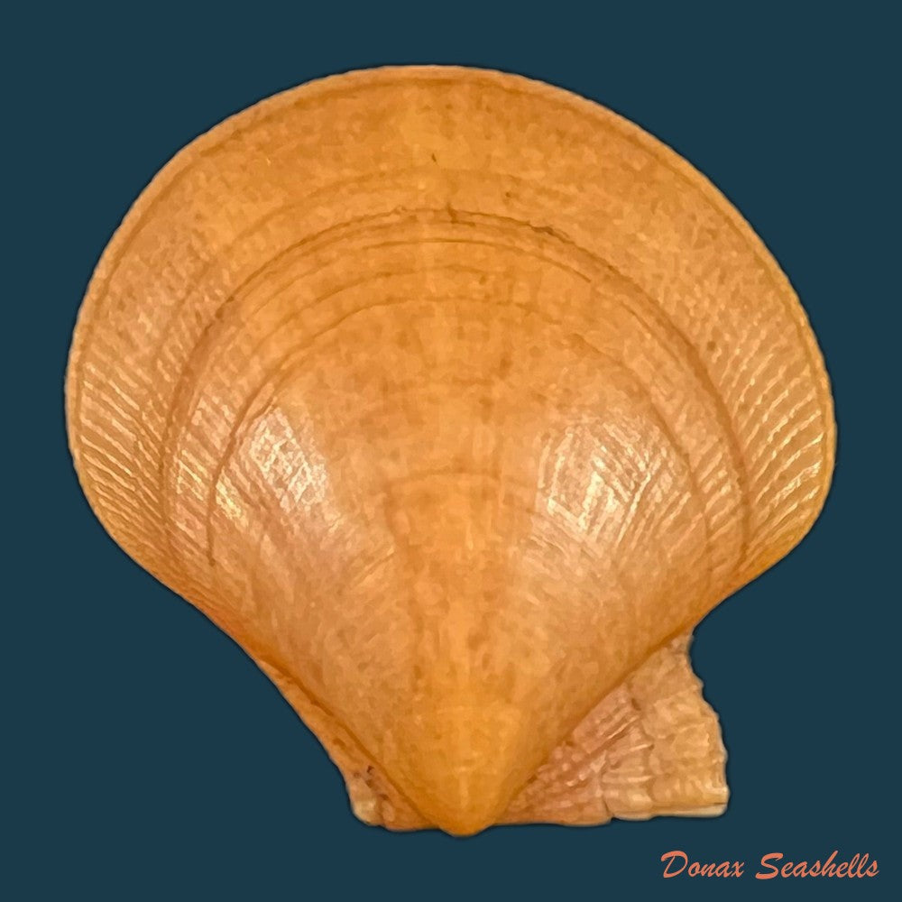 pecten-maximus-linnaeus-1758-85-3mm-copia