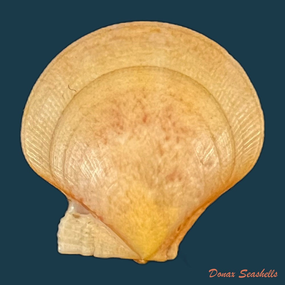 pecten-maximus-linnaeus-1758-85-3mm-copia