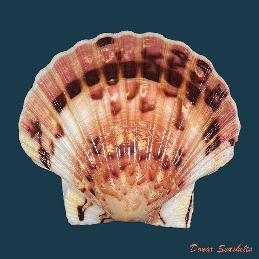 pecten-maximus-linnaeus-1758-90-3mm-copia