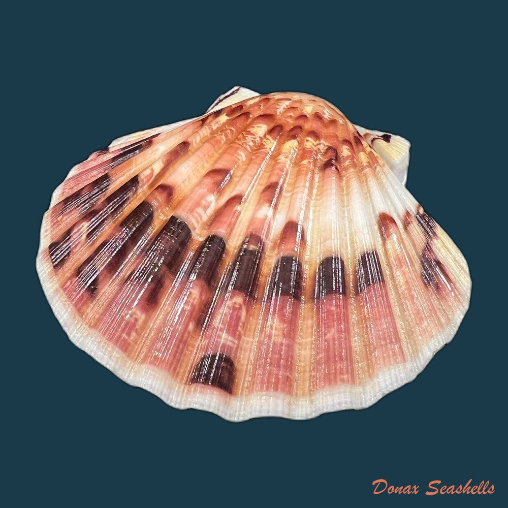 pecten-maximus-linnaeus-1758-90-3mm-copia