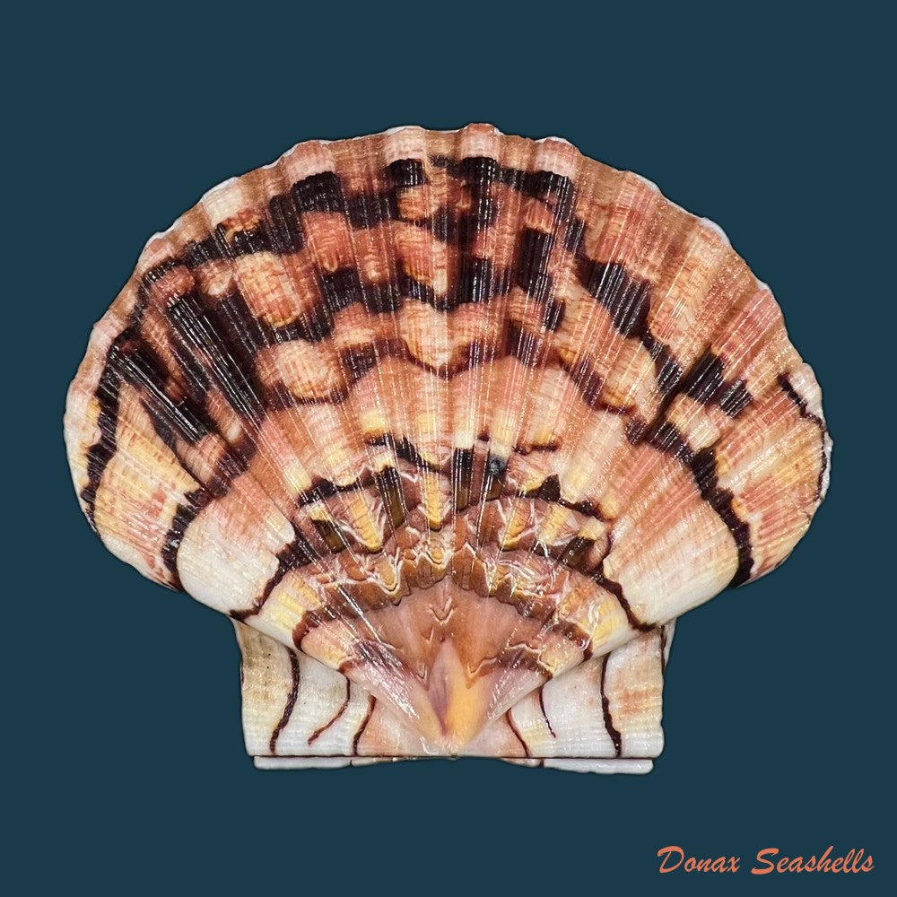 pecten-maximus-linnaeus-1758-90-3mm-copia