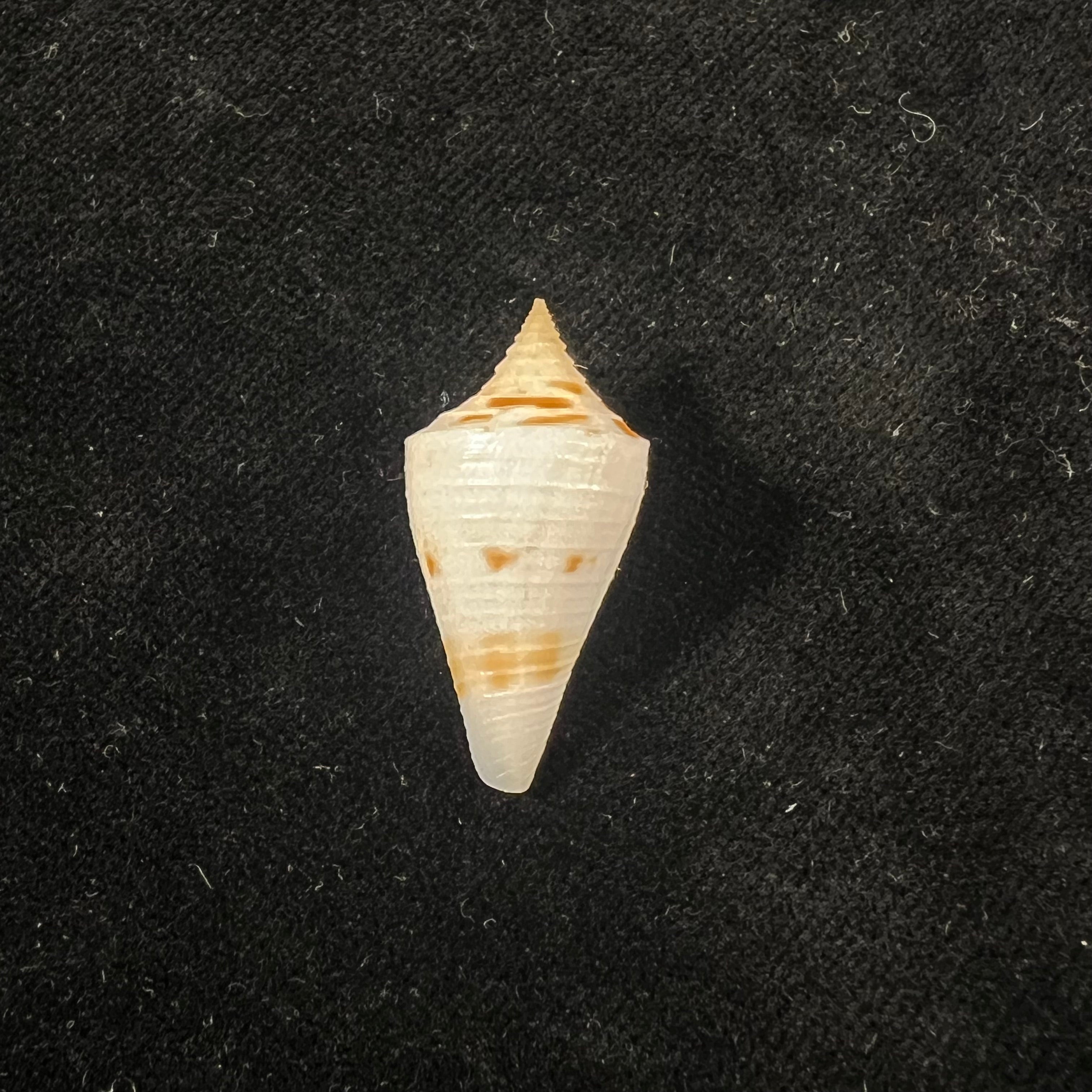 Conus cf penchaszadehi Petuch, 1986 - 29,5mm