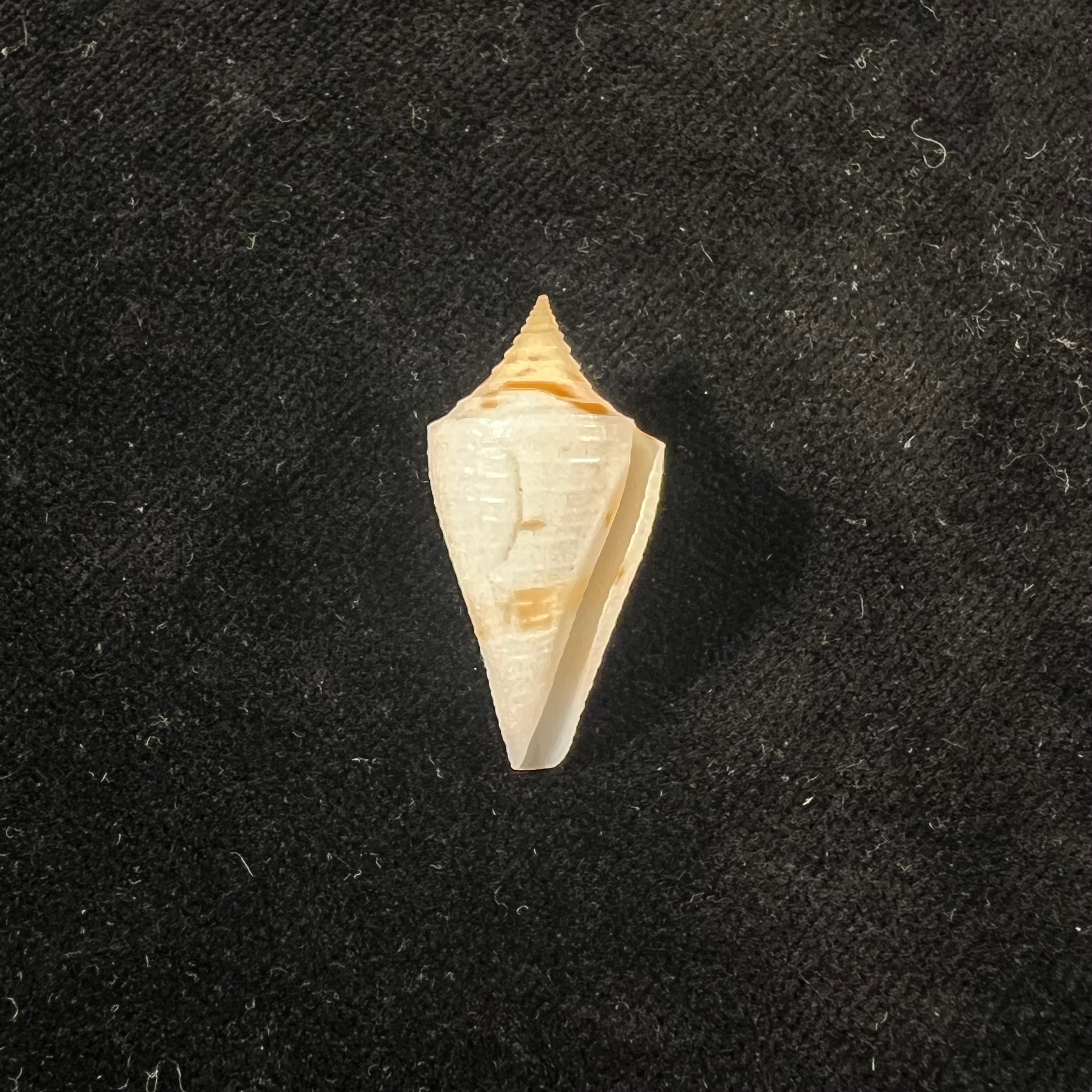 Conus cf penchaszadehi Petuch, 1986 - 29,5mm