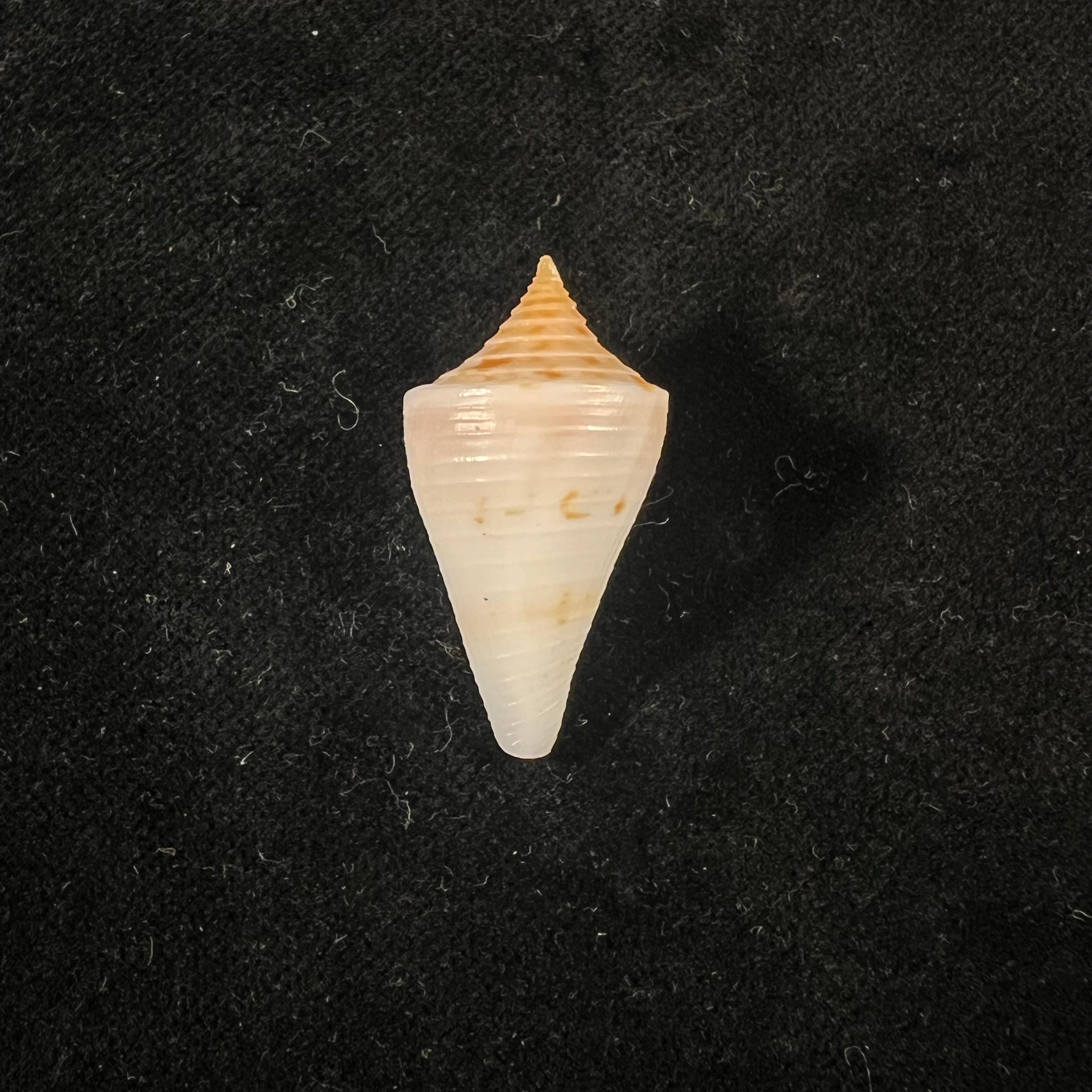 Conus cf penchaszadehi Petuch, 1986 - 30,4mm