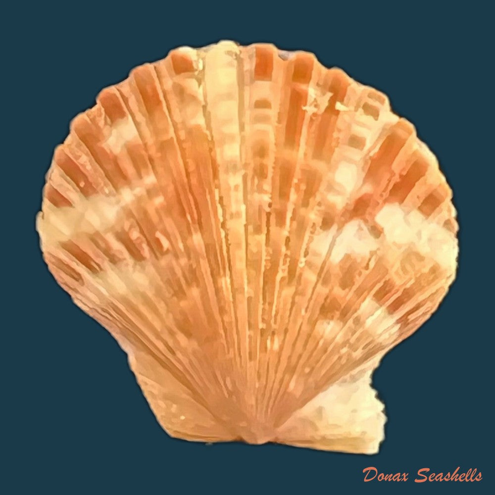 perapecten-commutatus-monterosato-1875-18-9mm-copia