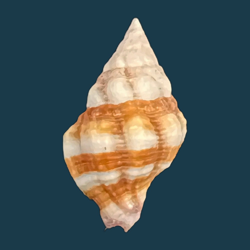 peristernia-forskalii-tapparone-canefri-1875-19-9mm-copia